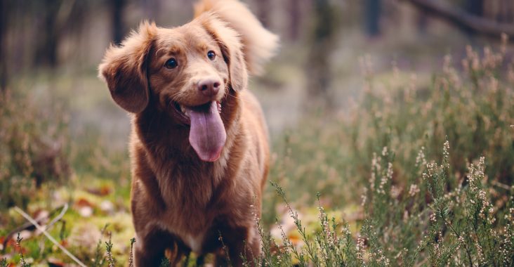 Hold din hund sund og glad ved regelmæssigt at tage den til dyreklinikken